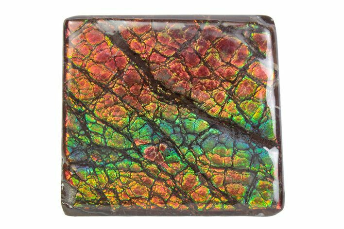 Flashy Ammolite (Fossil Ammonite Shell) - Rainbow Colored #378476